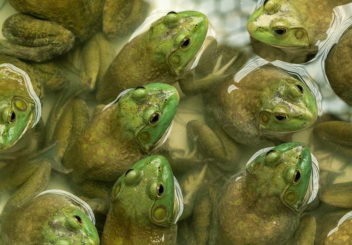 American Frog Day - October 21, 2025 - National Today pertaining to October 21St National Day 2025