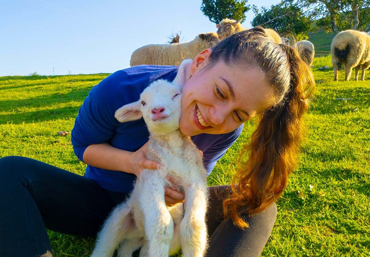 Hug A Sheep Day - October 25, 2025 - National Today throughout October 25 National Day 2025