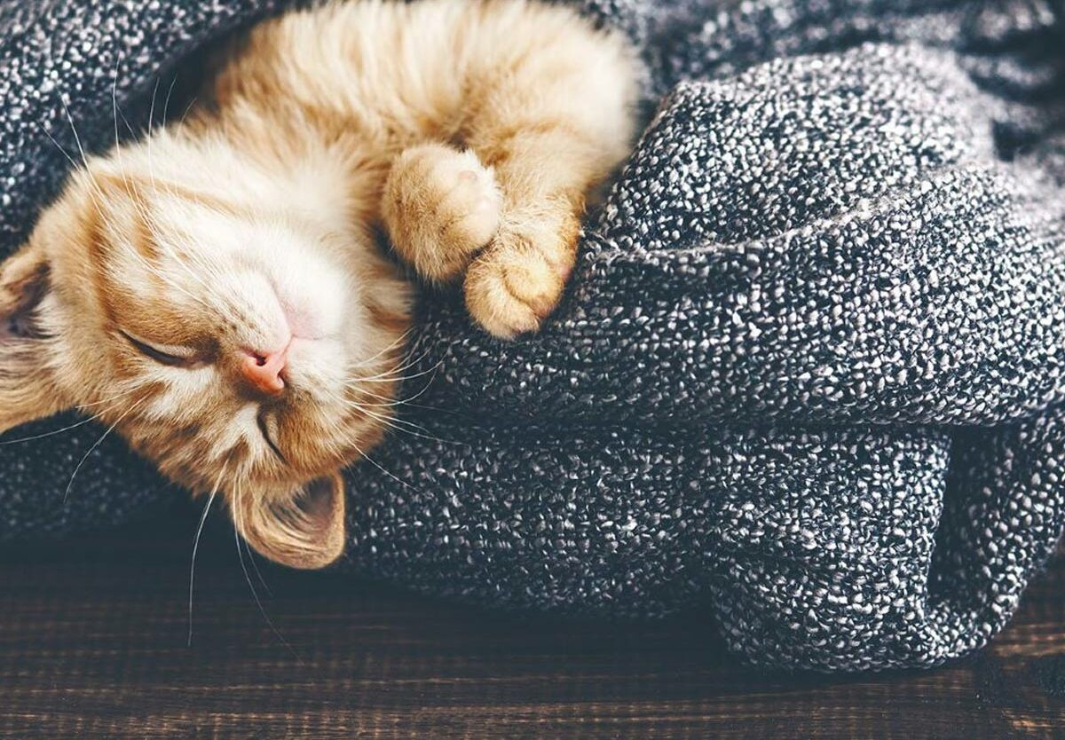 National Cat Day — Everything You Need To Celebrate National Cat Day pertaining to October 29 Is National What Day 2025