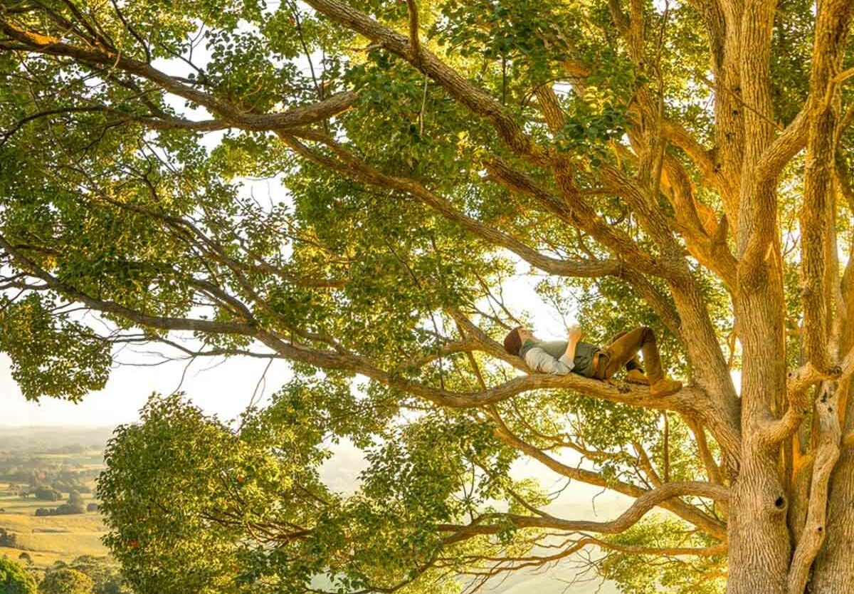 National Tree Week - November 27 - December 5, 2025 - National Today with National Tree Week November 2025